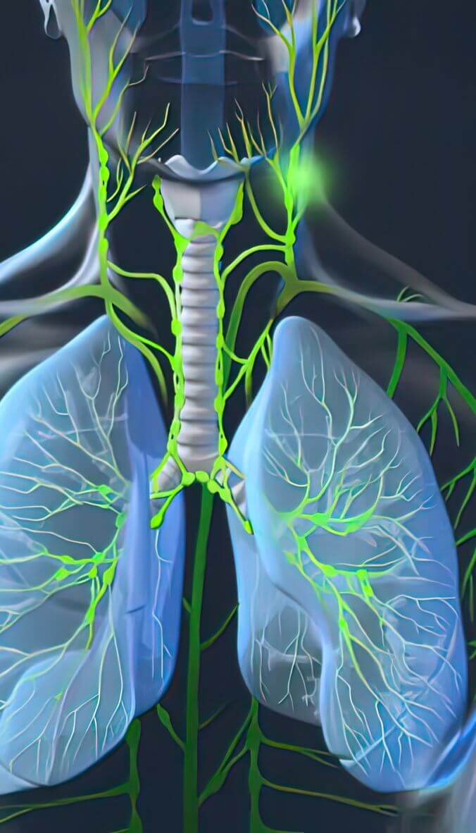 lymph system