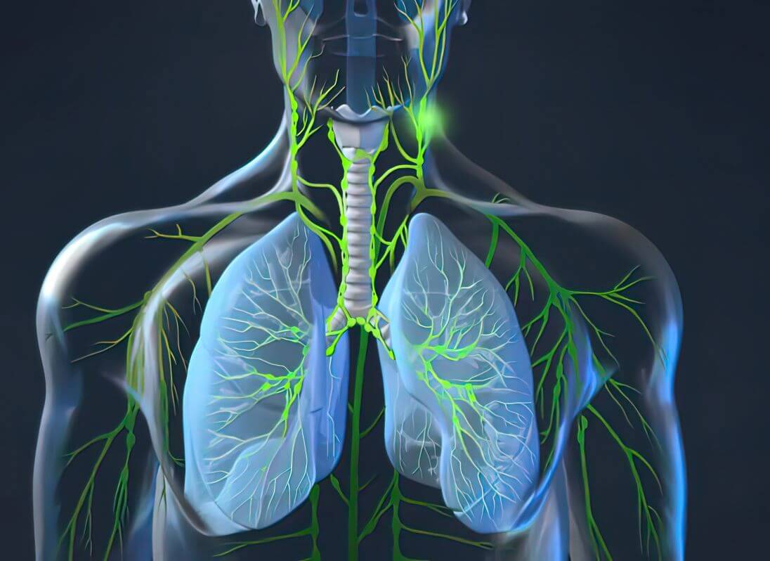 lymph system