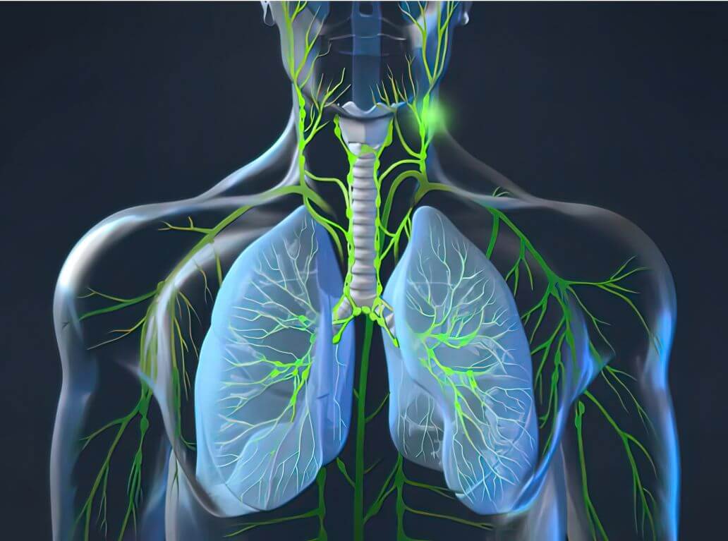 lymph system
